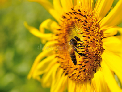 蜜蜂特写向日葵