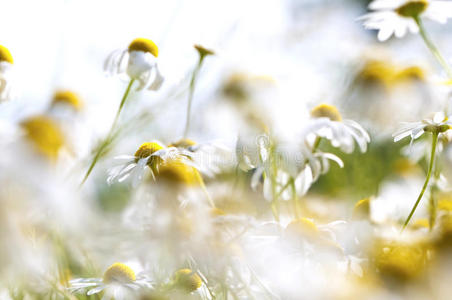 甘菊，夏草地