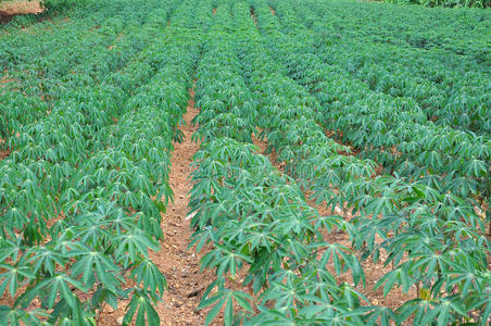 木薯田,蓝天,木薯种植园东北田里一排木薯树.
