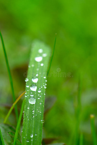 雨点落在草地上