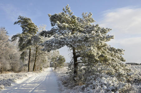 雪松