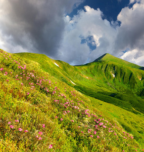 森林 植物区系 草地 气候 土地 美丽的 开花 花园 环境