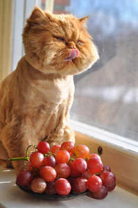 猫舔葡萄