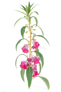 熊蜂凤仙花图片-熊蜂凤仙花素材-熊蜂凤仙花插画-摄图新视界