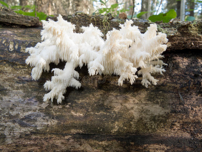 美味的食用白蘑菇珊瑚猴头菌图片