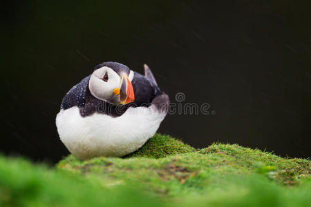威尔士斯科默岛上的海雀在雨中休息