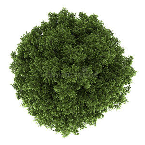 白色隔离的蹄树俯视图照片