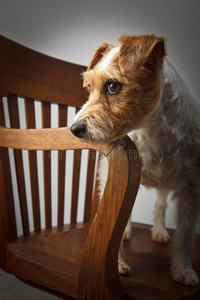 帕森罗素猎犬肖像