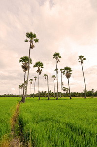 稻田糖棕树图片