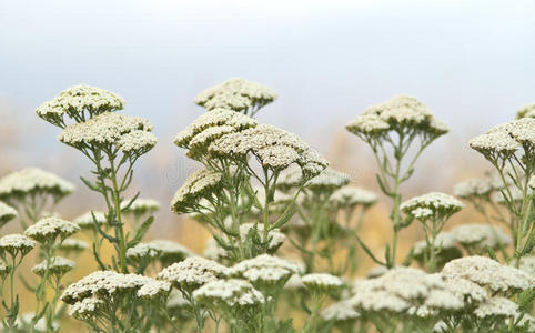 野草