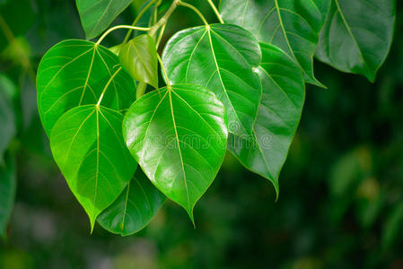 菩提树上的菩提叶菩提叶绿菩提叶无缝图案菩提树或菩