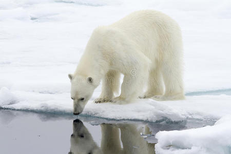 谁是斯瓦尔巴特最美丽的北极熊