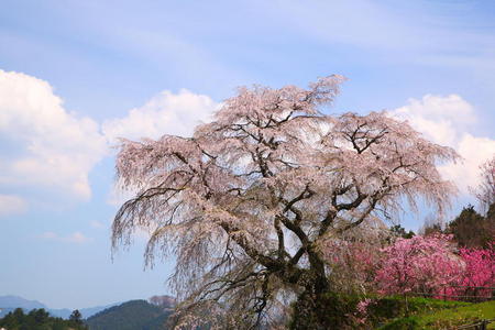 日本樱桃树