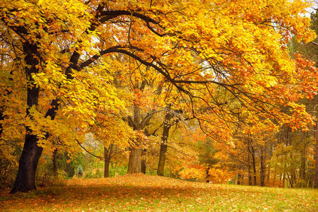 秋天公园里的金树