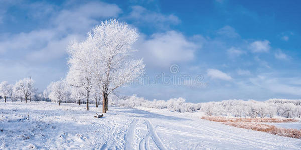 有树有路的冬季景观