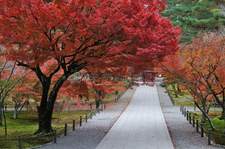 枫树庭院图片