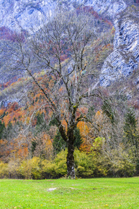 独树与朱利安阿尔卑斯山