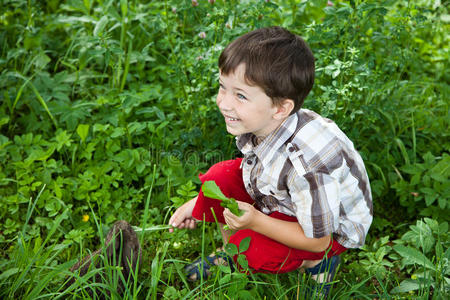 男孩在花园里喂兔子