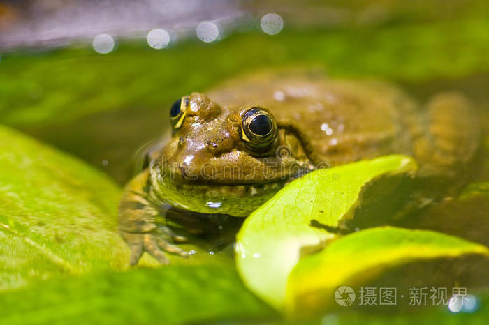 水中青蛙专注于眼睛