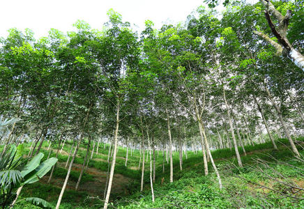 巴西橡胶树林
