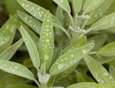 草本植物的鼠尾草叶