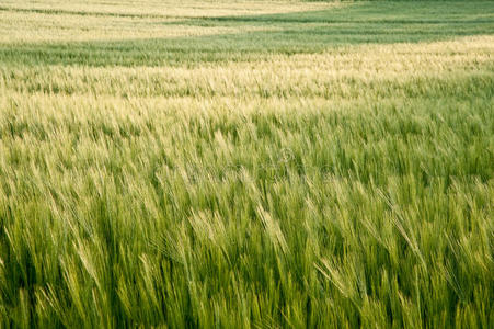 美丽的鲜生长农家小麦田图片