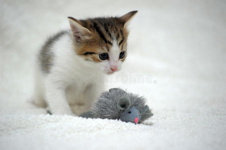 小猫和玩具老鼠