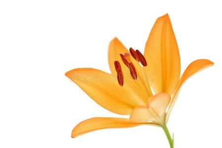 卡萨布兰卡的橙黄色的花橙黄色百合花照片