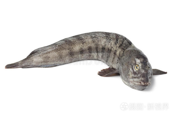 下载小样发票合同问题/举报鱼头新鲜泰国鳗鱼朗格斯汀朗格斯汀死鱼