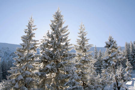 雪松