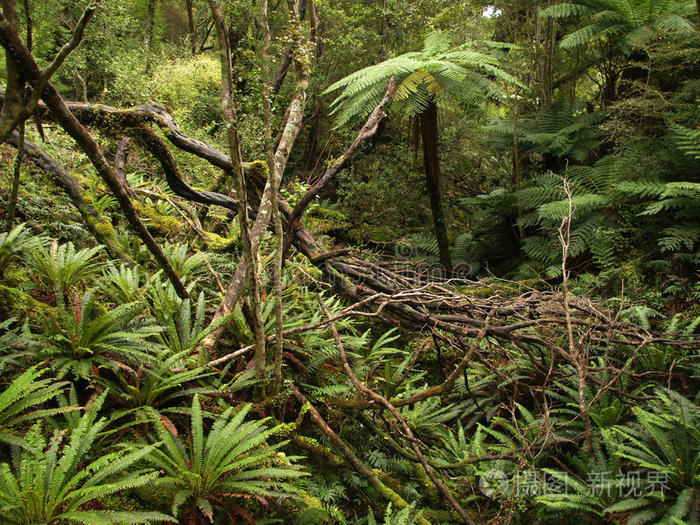 新西兰雨林