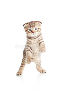 有趣好玩的猫咪宠物在跳舞