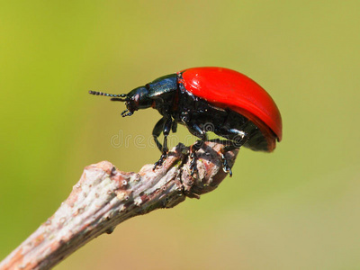 红叶甲虫