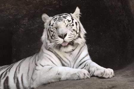 白虎。