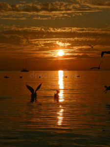 鸟，帆船，日落，大海