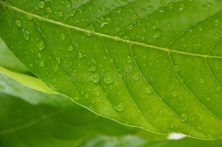 雨后清新