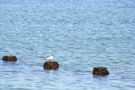 海上的海鸥