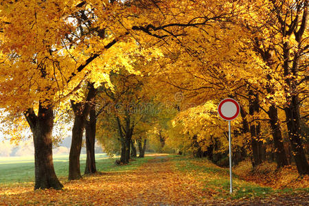 秋天公园里的路