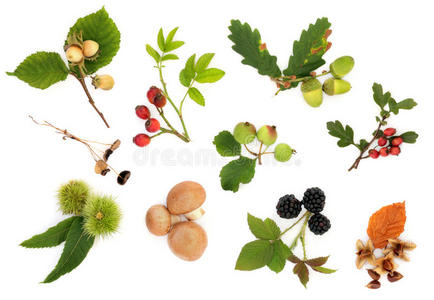 的雪,冬季的森林里可爱的卡通松鼠与坚果健康饮食中的各种蛋白质来源