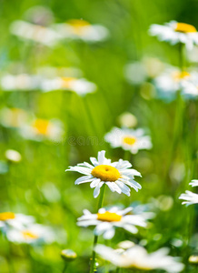 野洋甘菊