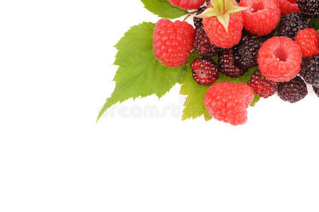 甜的新鲜树莓果实