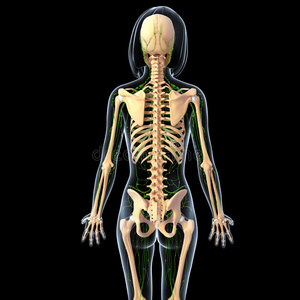 女性背部淋巴系统照片