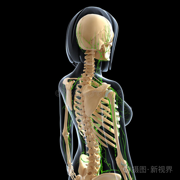 女性背侧淋巴系统