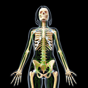 女性骨骼淋巴系统