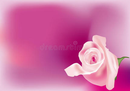 粉红玫瑰花蕾