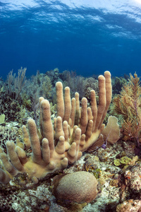 柱珊瑚