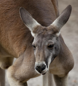 袋鼠照片