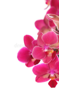 粉红兰花