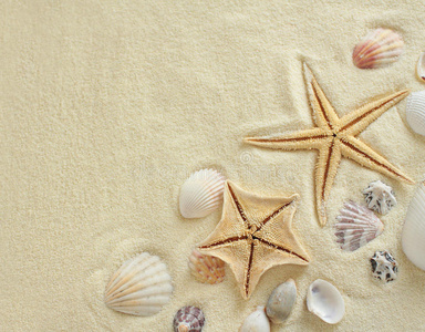 海滩上有贝壳的海星