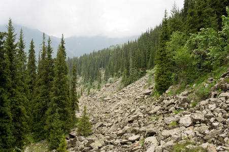 高山森林图片